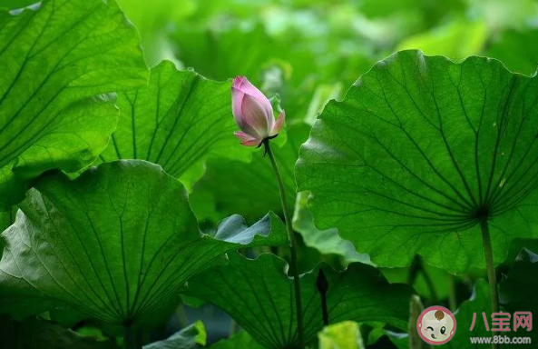 2020六月再見七月你好朋友圈唯美句子 六月再見七月你好無水印圖片