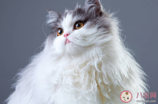 養貓前后的長輩有什么變化 長輩養貓前后有哪些改變