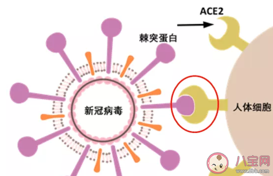 新冠病毒會導致男性不孕嗎 有科學依據嗎