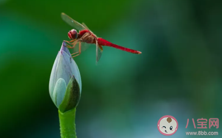 2020小暑節(jié)氣吃什么食物養(yǎng)生 小暑健康養(yǎng)生食物大全