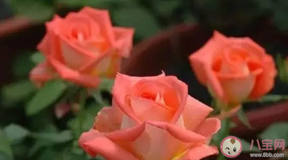 玫瑰花水養(yǎng)怎么養(yǎng)不蔫 玫瑰花怎么養(yǎng)才不會枯萎