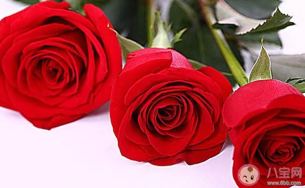 玫瑰花水養(yǎng)怎么養(yǎng)不蔫 玫瑰花怎么養(yǎng)才不會枯萎