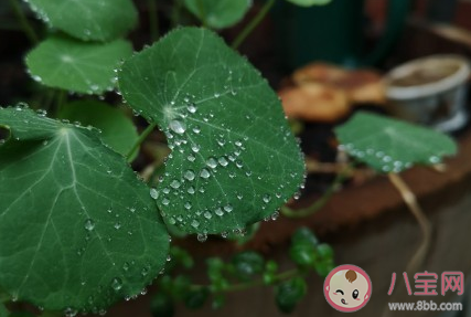 小暑節氣說說句子配圖 小暑節氣暖心文案 小暑節氣說說句子配圖 小暑節氣暖心文案