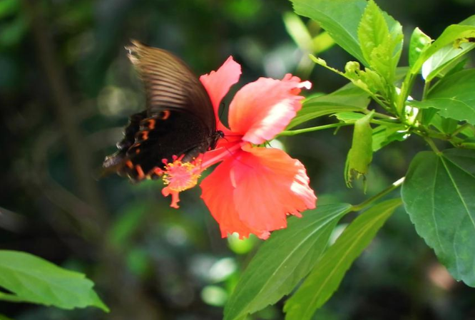 2020小暑節(jié)氣圖片朋友圈文案祝福語說說 2020小暑節(jié)氣祝福語唯美句子 2020小暑節(jié)氣圖片朋友圈文案祝福語說說 2020小暑節(jié)氣祝福語唯美句子