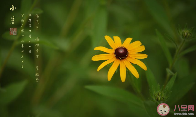 2020適合小暑節氣發的朋友圈個性說說 2020小暑節氣暖心朋友圈句子