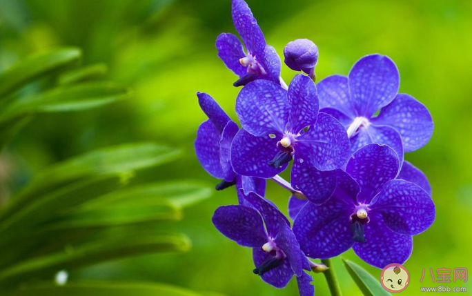 2020小暑節(jié)氣早安心語 2020小暑節(jié)氣早上好的說說 2020小暑節(jié)氣早安心語 2020小暑節(jié)氣早上好的說說