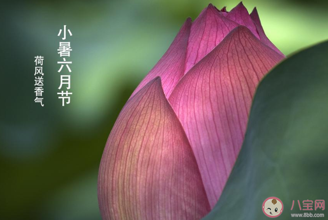 2020小暑節(jié)氣早安心語 2020小暑節(jié)氣早上好的說說 2020小暑節(jié)氣早安心語 2020小暑節(jié)氣早上好的說說