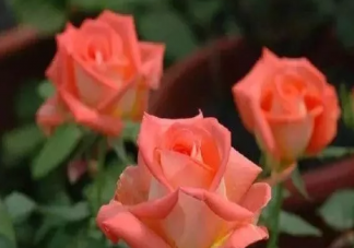 玫瑰花水養(yǎng)怎么養(yǎng)不蔫 玫瑰花怎么養(yǎng)才不會枯萎