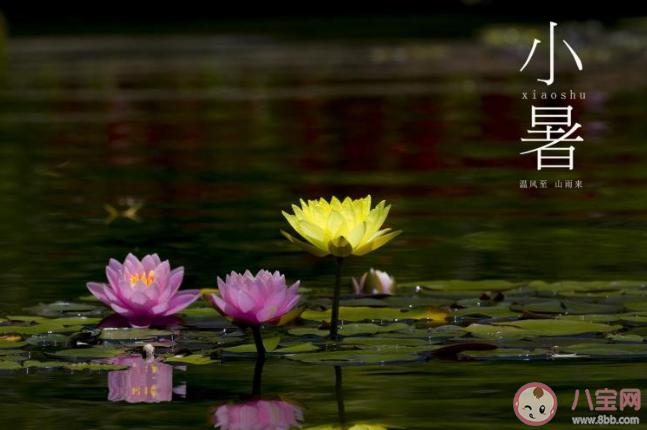 2020小暑節氣順口溜農諺有哪些 2020小暑節氣諺語順口溜大全