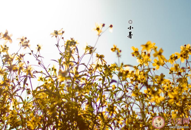 2020二十四節(jié)氣小暑發(fā)朋友圈暖心祝福語說說 2020二十四節(jié)氣小暑的朋友圈祝福語大全