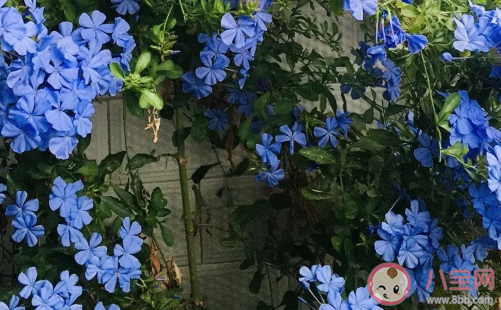 2020三伏天怎么降暑有效 生活中的降暑小技巧 2020三伏天怎么降暑有效 生活中的降暑小技巧