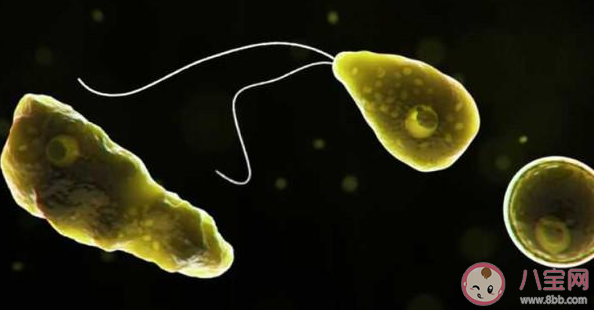 食腦蟲是什么 食腦蟲生長在什么地方