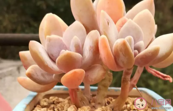 冬美人為什么葉子發黑 冬美人怎么養的好