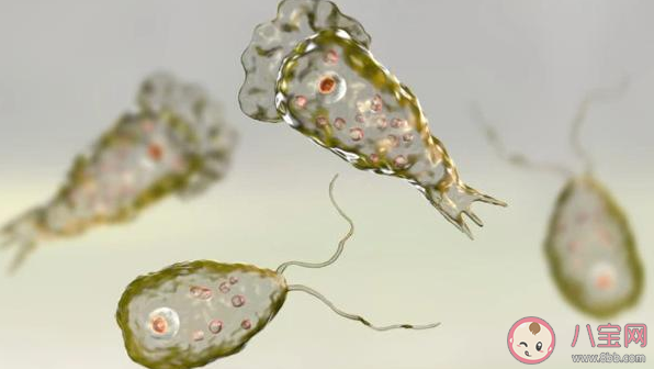 食腦蟲有多可怕 食腦蟲致死率有多高