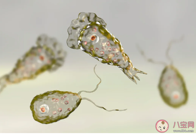 食腦蟲在中國分布在哪些地方 食腦蟲鉆進鼻子的癥狀有哪些