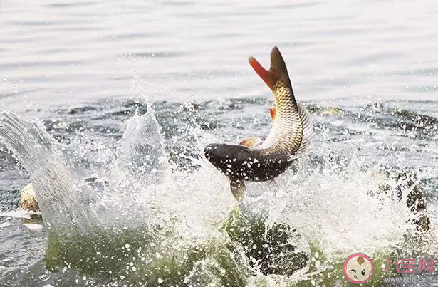使用花露水釣魚什么季節效果好 花露水為什么能誘魚