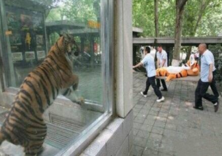 殺雞儆猴的正確用法是什么 殺雞儆猴的正確用法