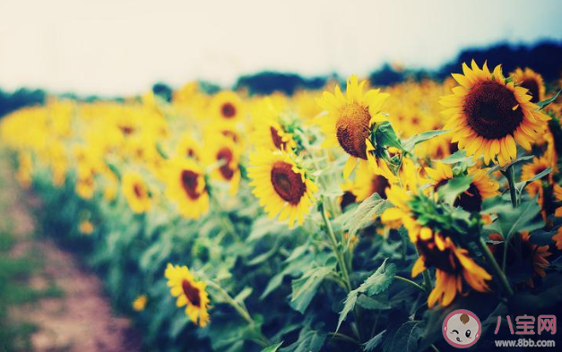 2020關于高考失利的心情說說 2020高考失利沒考好的朋友圈句子