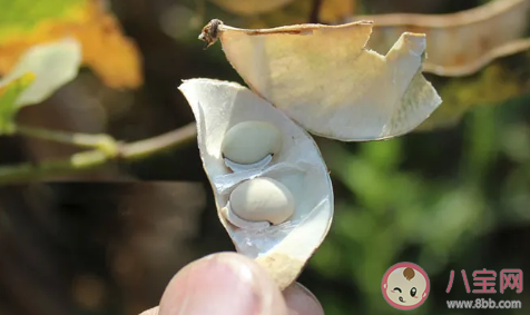 寶寶健脾祛濕吃什么食物好 夏季健脾祛濕食譜推薦