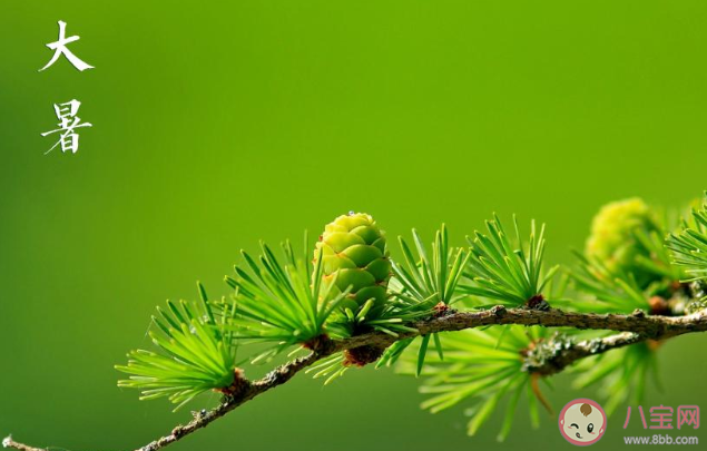 2020大暑早安心語圖片問候語句子 2020大暑節氣早安的說說祝福語 2020大暑早安心語圖片問候語句子 2020大暑節氣早安的說說祝福語