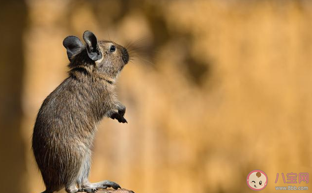 得了鼠疫有哪些癥狀 怎么做好鼠疫個人防護