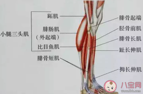 為什么小腿很難瘦下來 瘦小腿的小技巧 為什么小腿很難瘦下來 瘦小腿的小技巧
