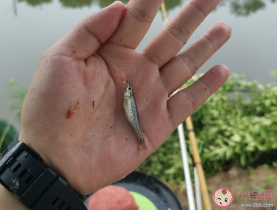 釣到大魚的驚喜的朋友圈說說 描寫釣到大魚的喜悅心情句子 釣到大魚的驚喜的朋友圈說說 描寫釣到大魚的喜悅心情句子