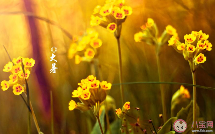 大暑是夏天的第幾個節氣 大暑節氣有哪些特點