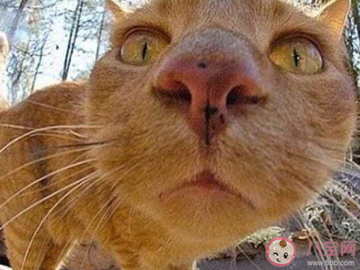 有哪些沙雕又可愛的自動回復句子 可愛沙雕的自動回復句子大全