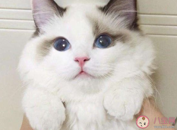 貓在家里拉屎要馬上清理嗎 貓在地上拉屎干了怎么清理。