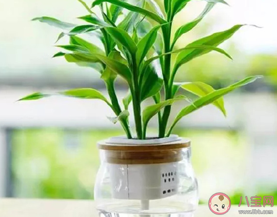 辦公室桌子上放綠植的說說 辦公室綠植發(fā)朋友圈說說 辦公室桌子上放綠植的說說 辦公室綠植發(fā)朋友圈說說