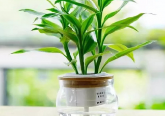 辦公室桌子上放綠植的說說 辦公室綠植發朋友圈說說