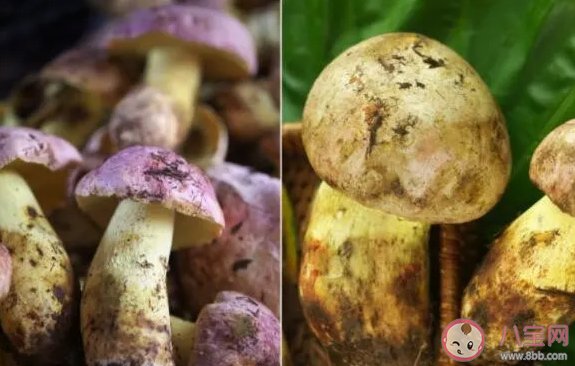 見手青中毒有哪些癥狀 見手青怎么做才不會(huì)中毒