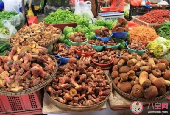 見手青中毒有哪些癥狀 見手青怎么做才不會(huì)中毒