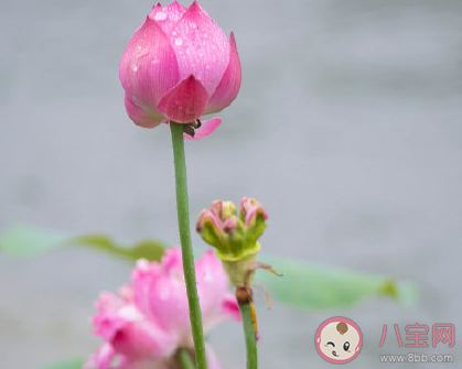 出梅又遇上高溫的心情句子 出梅后高溫的心情感慨