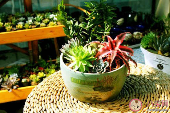 花盆底洞用什么堵不漏土還排水好 花盆底下都有洞嗎 花盆底洞用什么堵不漏土還排水好 花盆底下都有洞嗎