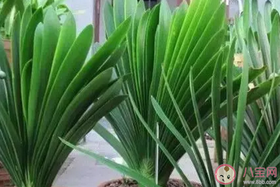 花盆底洞用什么堵不漏土還排水好 花盆底下都有洞嗎 花盆底洞用什么堵不漏土還排水好 花盆底下都有洞嗎