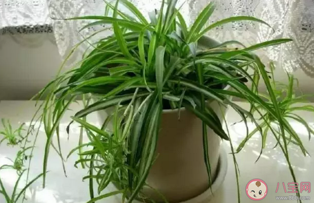 花盆底洞用什么堵不漏土還排水好 花盆底下都有洞嗎 花盆底洞用什么堵不漏土還排水好 花盆底下都有洞嗎