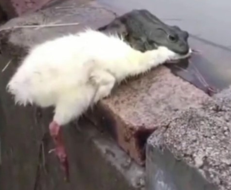 小天鵝今晚有空嗎是什么意思什么梗 小天鵝今晚有空嗎表情包圖片大全 小天鵝今晚有空嗎是什么意思什么梗 小天鵝今晚有空嗎表情包圖片大全