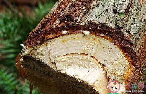 樹木修剪后傷口用牙膏封住能行嗎 樹修剪后傷口用什么藥封