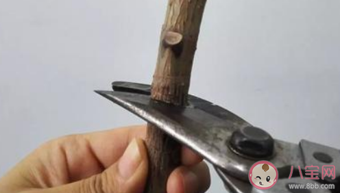 樹木修剪后傷口用牙膏封住能行嗎 樹修剪后傷口用什么藥封