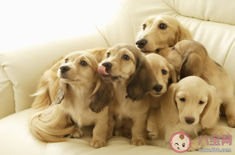 養狗都有哪些不開心 養狗開心多還是不開心多 養狗都有哪些不開心 養狗開心多還是不開心多