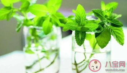 寶寶驅蚊液怎么挑選 哪些驅蚊成分對寶寶有害