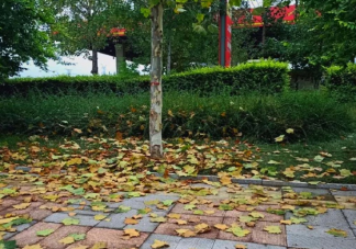 表達秋天來了的說說心情短語 唯美好看秋天來了朋友圈感言