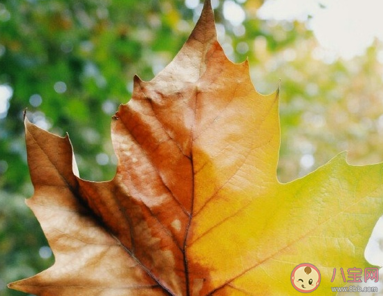 秋天來了注意保暖的句子 秋天來心情不好的感言感慨句子