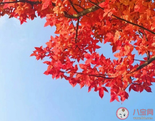 秋天來了注意保暖的句子 秋天來心情不好的感言感慨句子