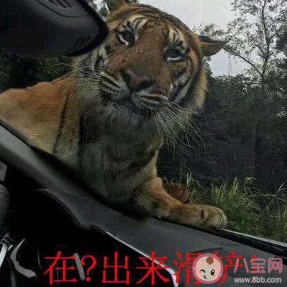 滑鏟殺老虎是什么意思什么梗 滑鏟殺老虎梗的來源出處介紹 滑鏟殺老虎是什么意思什么梗 滑鏟殺老虎梗的來源出處介紹