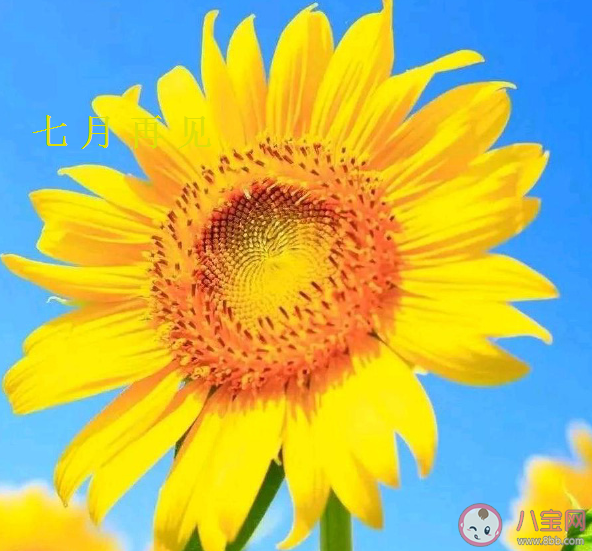 2020適合七月最后一天的朋友圈文案 七月最后一天的文案句子大全