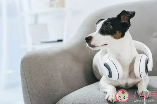 美國首例感染新冠病毒的狗死亡是真的嗎 狗感染新冠病毒會是什么癥狀