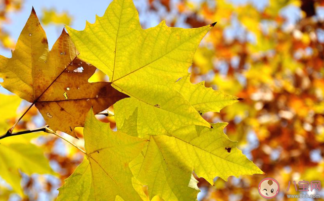 2020立秋早安心語圖片簡單一句話說說 2020立秋節氣早安的說說祝福語句子 2020立秋早安心語圖片簡單一句話說說 2020立秋節氣早安的說說祝福語句子